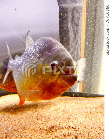 Piranha Red Piranha Red 76716860