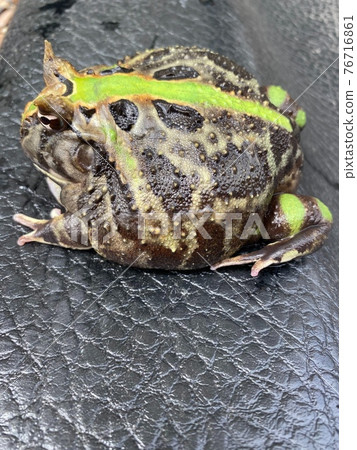 Brazilian horned frog Brazilian horned frog 76716861