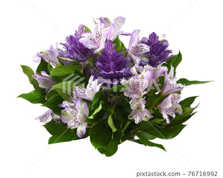 Purple alstroemeria and ornamental cale with green leaves isolated 76716992