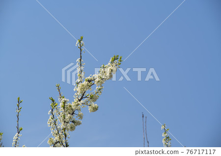 蘋果花 蘋果花 76717117
