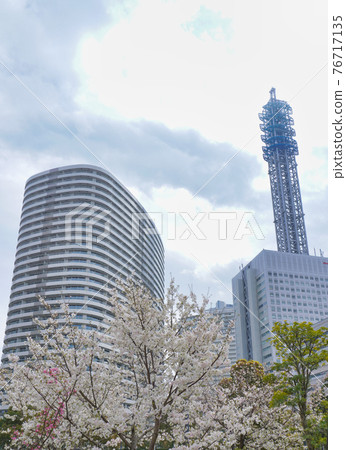Sakura @ Minatomirai district Sakura @ Minatomirai district 76717135
