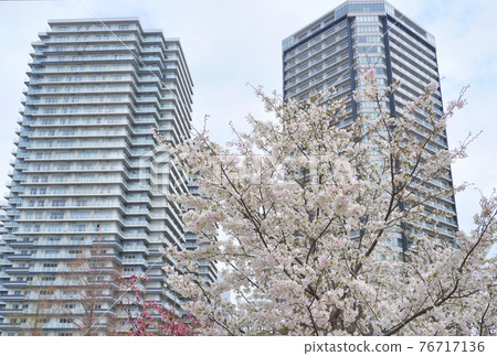Sakura @ Minatomirai district 76717136