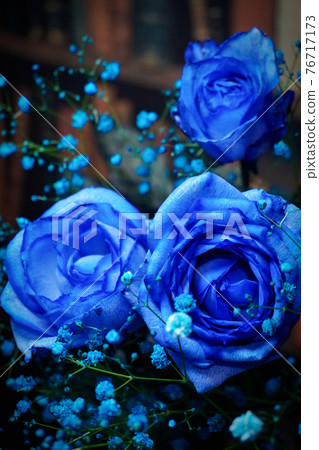藍玫瑰 76717173
