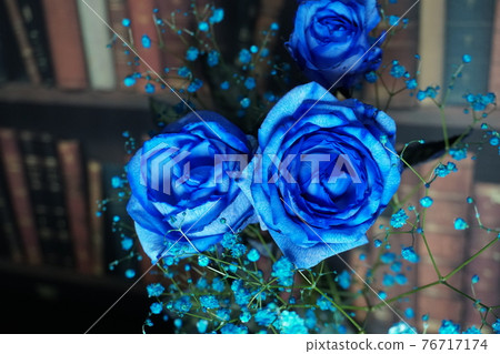 藍玫瑰 藍玫瑰 76717174