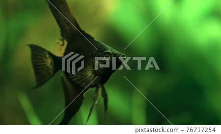 Selective focus. Black angelfish in the aquarium. Selective focus. Black angelfish in the aquarium. 76717254