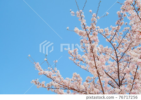 晴天/小櫻 晴天/小櫻 76717256