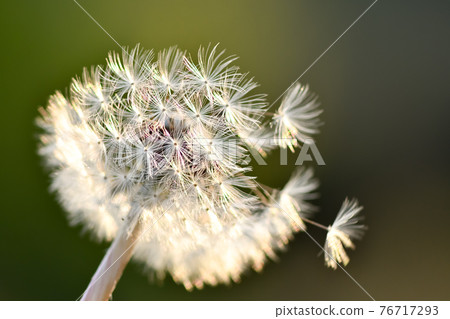Fluff fly of dandelion 76717293