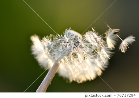 蒲公英絨毛飛行 76717294