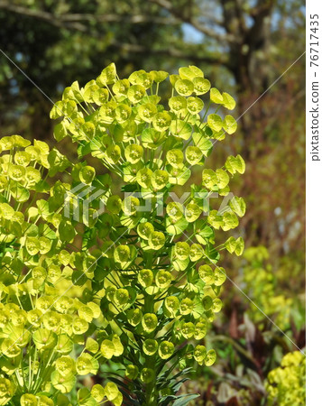 黃綠色花:Euphorbia calasias wolfeni 黃綠色花:Euphorbia calasias wolfeni 76717435