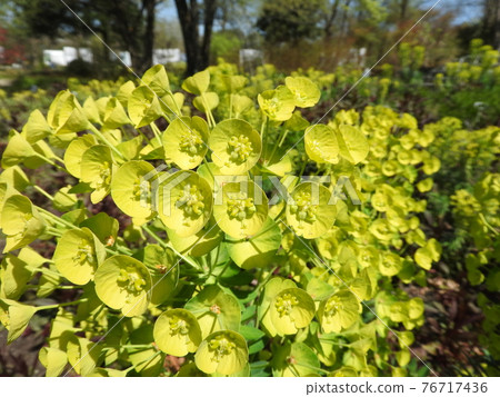 Yellow-green flower: Euphorbia calasias wolfeni Yellow-green flower: Euphorbia calasias wolfeni 76717436