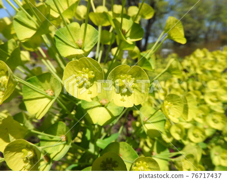 黃綠色花：Euphorbia calasias wolfeni 76717437