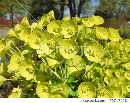 Yellow-green flower: Euphorbia calasias wolfeni 76717438