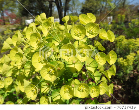 黃綠色花：Euphorbia calasias wolfeni 76717439