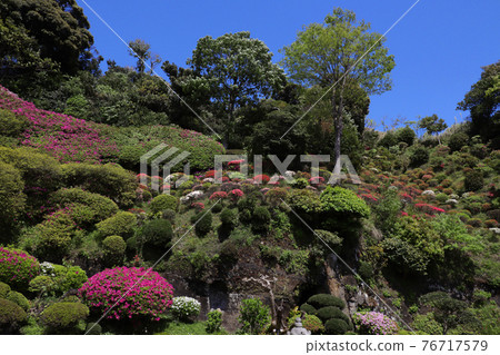 <神奈川>佛寺的杜鵑花 <神奈川>佛寺的杜鵑花 76717579