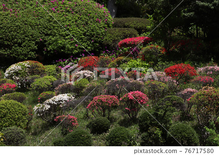 <Kanagawa> Azalea of Buddhist temple <Kanagawa> Azalea of Buddhist temple 76717580