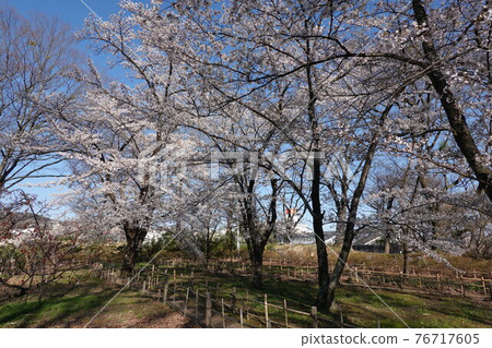 小諸公園的櫻花(2021年春季) 小諸公園的櫻花(2021年春季) 76717605