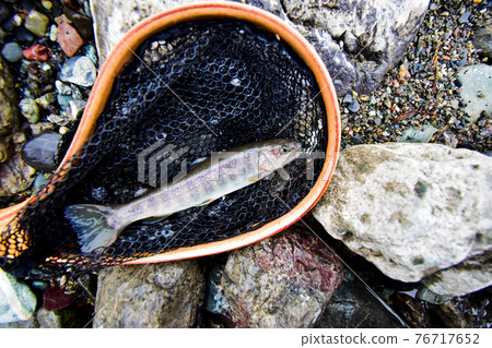 Rock fish caught by mountain lure fishing Rock fish caught by mountain lure fishing 76717652