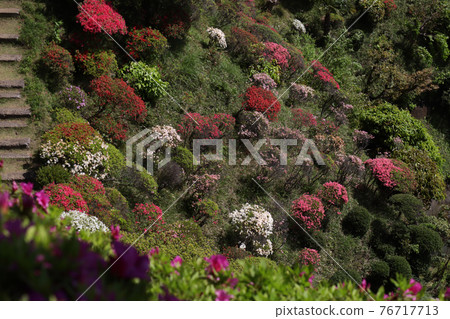 <Kanagawa> Azalea of Buddhist temple 76717713