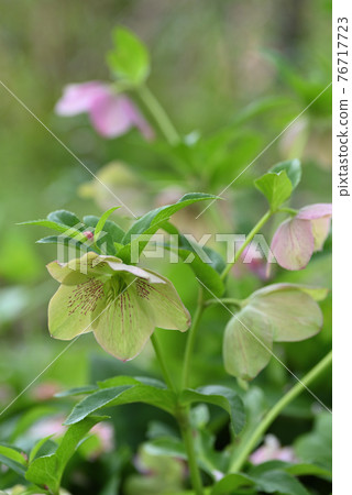 Christmas rose 76717723