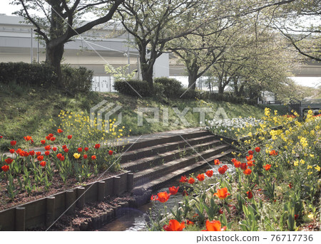 Tulip @ Egawa Seseragi Green Road (Spring) Tulip @ Egawa Seseragi Green Road (Spring) 76717736