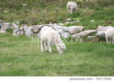 Sheep grazing Sheep grazing 76717840