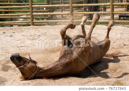 Horse bathing in the sand Horse bathing in the sand 76717843