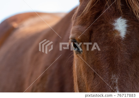Horse's face Horse's face 76717883