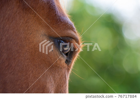 Horse's eyes Horse's eyes 76717884