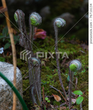 Young shoots of royal fern wrapped in fluff 76718134