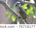 Bulbul 76718177