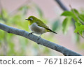 White-eye 76718264