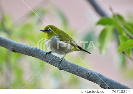 White-eye White-eye 76718264