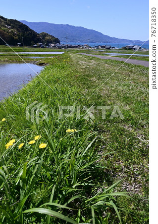 敦賀：稻田旁盛開的花朵 76718350
