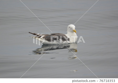 白翅海鷗(北海道明無區羅臼港/羅臼鎮近海) 白翅海鷗(北海道明無區羅臼港/羅臼鎮近海) 76718353