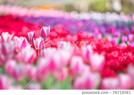 Tulip 76718561