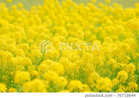 Rapeseed field 76718644