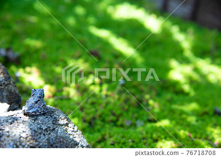 Rainy season and frog 76718708