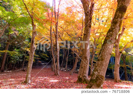佐葉町福園寺的秋葉 佐葉町福園寺的秋葉 76718806