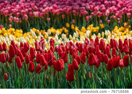 Colorful Tulips At Emirgan Park, Istanbul Colorful Tulips At Emirgan Park, Istanbul 76718886