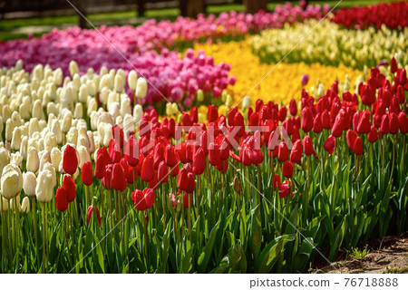 Colorful Tulips At Emirgan Park, Istanbul 76718888