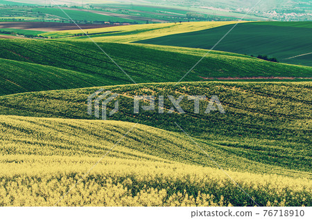 Rapeseed yellow green field in spring 76718910
