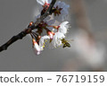 Sakura and a honey bee 76719159