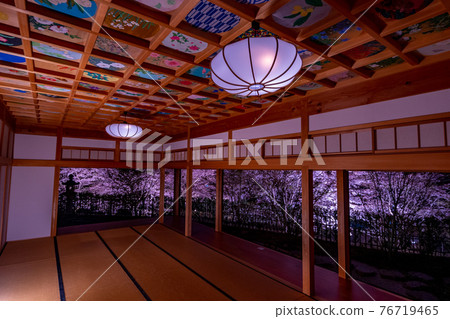 Illumination of cherry blossoms in Kyoto Shojuin and its surroundings Illumination of cherry blossoms in Kyoto Shojuin and its surroundings 76719465