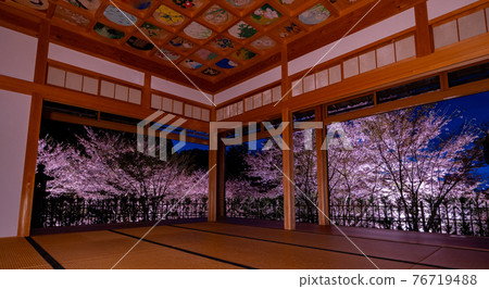 Illumination of cherry blossoms in Kyoto Shojuin and its surroundings Illumination of cherry blossoms in Kyoto Shojuin and its surroundings 76719488