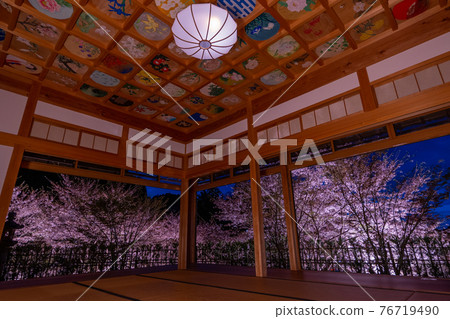 Illumination of cherry blossoms in Kyoto Shojuin and its surroundings Illumination of cherry blossoms in Kyoto Shojuin and its surroundings 76719490