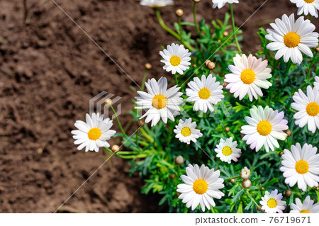White Daisy flowers, Chamomiles background top view, spring nature,flowers background modern design 76719671