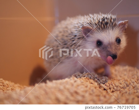 有舌頭的刺猬 76719705