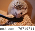 刺猬用勺子吃食物 76719711