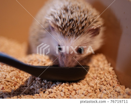 刺猬用勺子吃食物 刺猬用勺子吃食物 76719711