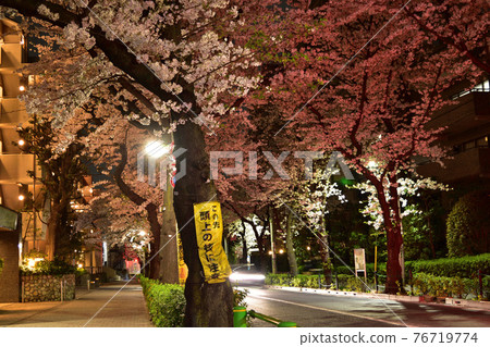 Night cherry blossoms on Setagaya and Chitose Dori Night cherry blossoms on Setagaya and Chitose Dori 76719774